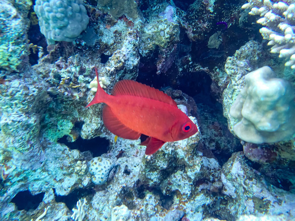 Priacanthus hamrur or Bulleye hamrur in the coral reef of the Red Sea - Фото, изображение