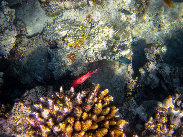 Priacanthus hamrur or Bulleye hamrur in the coral reef of the Red Sea - Fotografie, Obrázek
