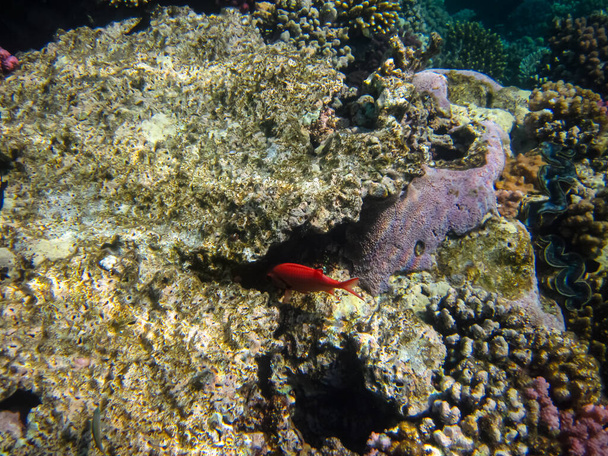Priacanthus hamrur or Bulleye hamrur in the coral reef of the Red Sea - Foto, imagen