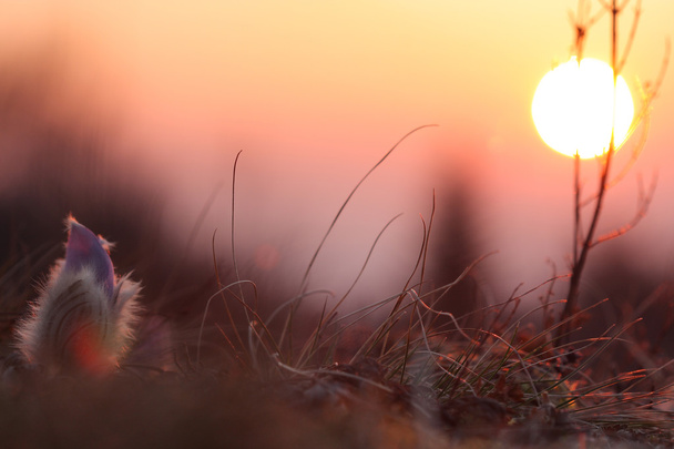 Frühlingsblume Pasqueflower- pulsatilla grandis, Sonnenaufgangszeit - Foto, Bild