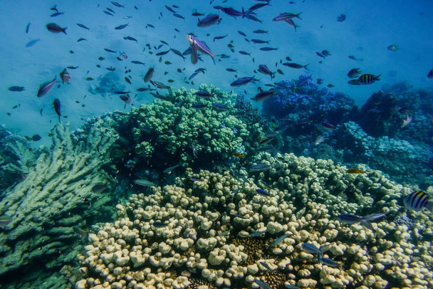 lote de peixes diferentes no recife de coral em água limpa no Egito - Foto, Imagem