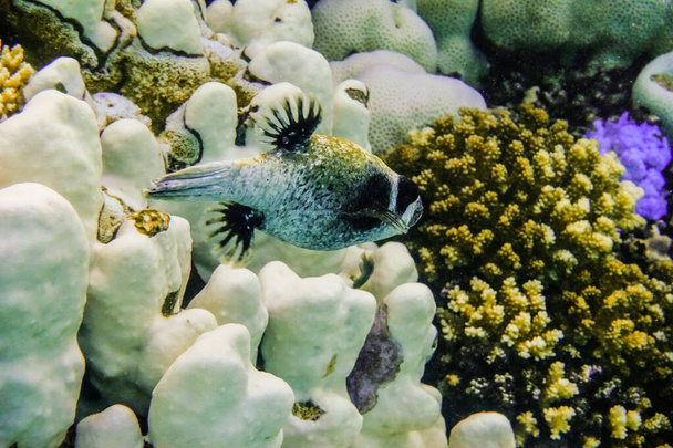 kleine maskierte Kugelfische schweben über Korallen im Roten Meer Ägypten - Foto, Bild