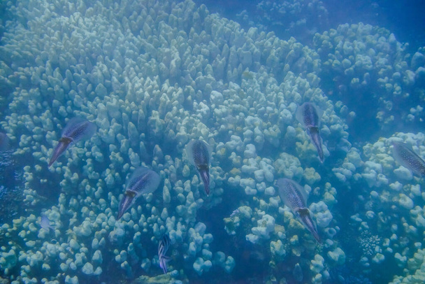 багато кальмара, що нависає над коралами в червоному морі Єгипту - Фото, зображення