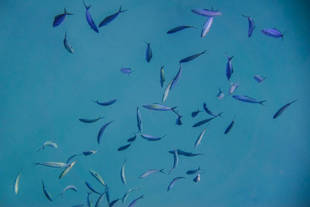 sok kis csíkos halak kék vízben a vörös tenger Egyiptomban - Fotó, kép