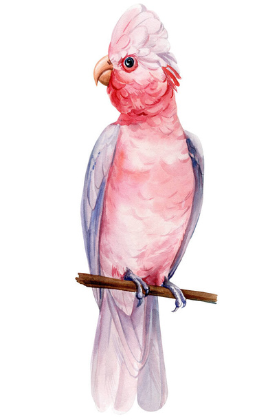 Pink cockatoo bird isolated white background. Watercolor hand-painted bird illustration, Cute tropical parrot. High quality illustration - 写真・画像