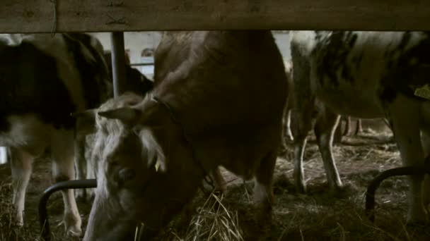 Steadicam Close Up Colpo di mucca grigia incatenata nel fienile Guardando la fotocamera - Filmati, video