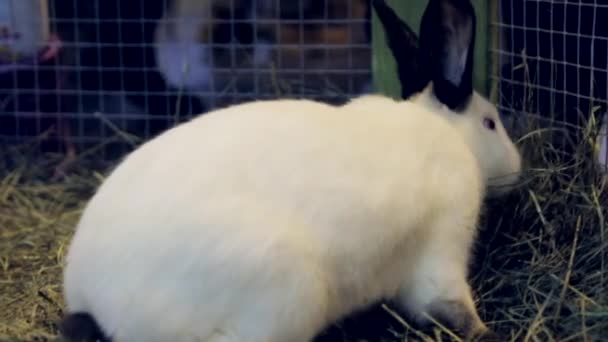 Steadicam Plan rapproché du lapin blanc avec oreilles noires et nez noir dans une caisse - Séquence, vidéo