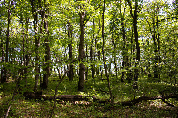 Όμορφο πράσινο δάσος άνοιξη. Κίζι. Αζερμπαϊτζάν. - Φωτογραφία, εικόνα