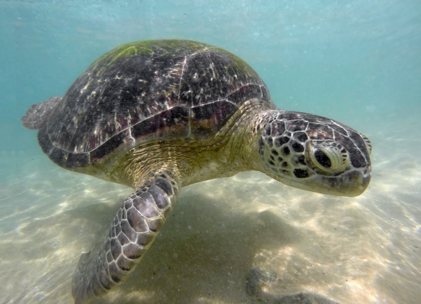 Grande tortue de mer sous-marine
 - Photo, image