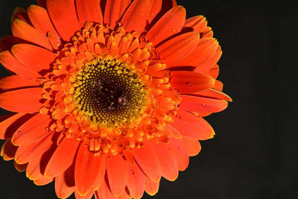 primer plano de hermosa flor de gerberas sobre fondo aislado  - Foto, imagen