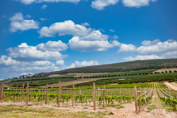 een weelderige wijngaard op een pittoreske wijnboerderij. Het beeld toont rijen zorgvuldig verzorgde wijnstokken tegen een achtergrond van glooiende heuvels, die de essentie van de wijnbouw in de West-Kaap belichamen. Perfect voor het overbrengen van de charme en elegantie van wijn coun - Foto, afbeelding