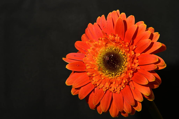 gros plan de belle fleur de gerbera sur fond isolé  - Photo, image
