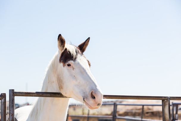 Fehér ló kerítés: - Fotó, kép