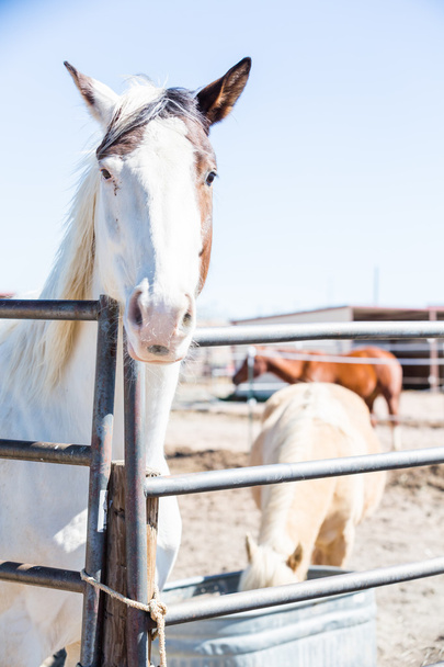 Bílý kůň na plot - Fotografie, Obrázek