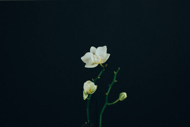 Bodegón composición floral con flor de orquídea blanca en tallo largo sobre fondo negro. Hermosa decoración floral casera Crecimiento de flores exóticas en el jardín. - Foto, Imagen