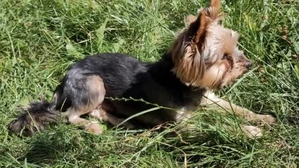 Ein Hund, der an einem sonnigen Tag im Gras liegt. Hochwertiges 4k Filmmaterial - Filmmaterial, Video