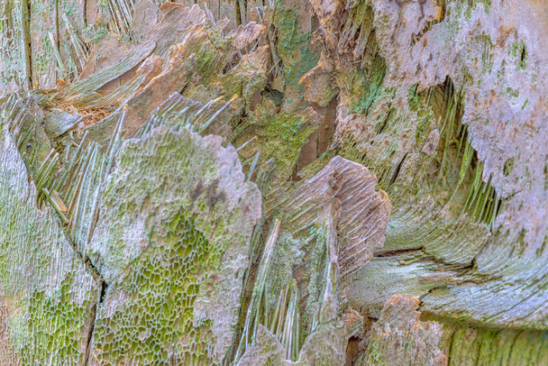 селективный фокус сложной структуры и текстуры коры пальмы - Фото, изображение