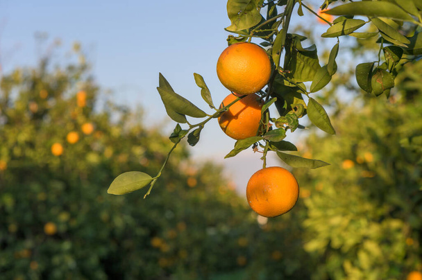 πορτοκάλια σε κλαδιά στον κήπο κατά τη διάρκεια της ημέρας - Φωτογραφία, εικόνα