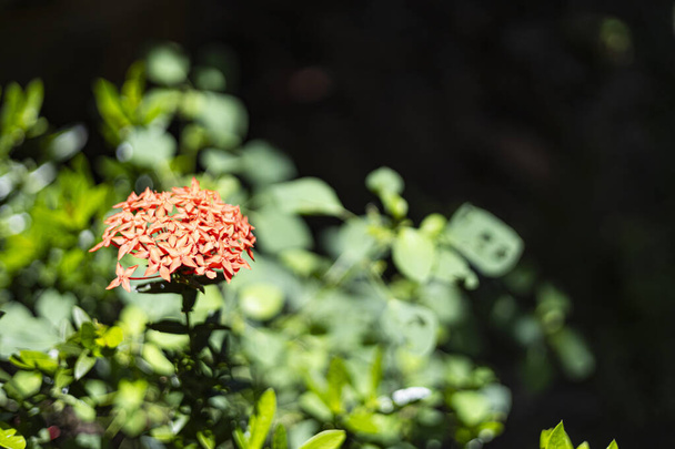 Beautiful red spike flower.  Red Rubiaceae Flower In The Garden. - Photo, Image