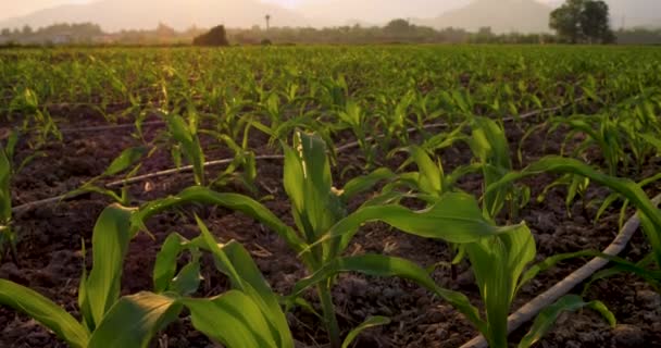 mladý zelený kukuřice kukuřice kukuřice v kukuřičném poli ve večerních hodinách a světlo svítí západ slunce, průmyslová plodiny pro krmení zvířat, nízký úhel záběru a naklonit fotoaparát - Záběry, video