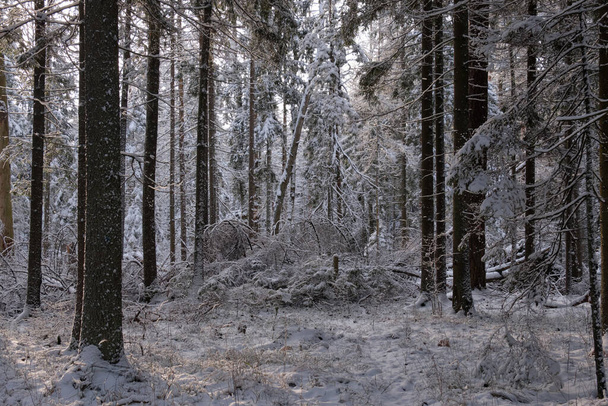 Зимовий пейзаж сніжного хвойного дерева стоїть зі старими соснами на передньому плані, Біловезький ліс, Польща, Європа - Фото, зображення