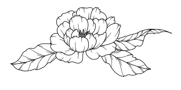 Pioni-piirros. Musta ja valkoinen kukkakimput. Kukka väritys sivu. Kukkalinjataidetta. Fine Line Peony kuvitus. Käsin piirretyt kukat. Kasvitieteellinen väritys. Häät kutsu kukkia - Vektori, kuva