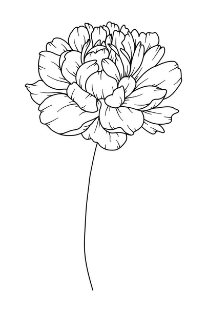 Gyöngyház rajzolás. Fekete-fehér virágcsokrok. Virágszínező oldal. Virágos vonalművészet. Finom vonalú bazsarózsa illusztráció. Kézzel rajzolt virágok. Botanikai színezés. Esküvői meghívó virágok - Vektor, kép
