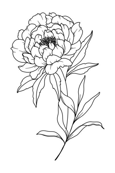 Gyöngyház rajzolás. Fekete-fehér virágcsokrok. Virágszínező oldal. Virágos vonalművészet. Finom vonalú bazsarózsa illusztráció. Kézzel rajzolt virágok. Botanikai színezés. Esküvői meghívó virágok - Vektor, kép