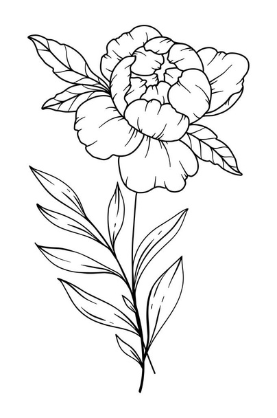 Şakayık Çizgisi Çizimi. Siyah beyaz çiçek buketleri. Çiçek Rengi Sayfası. Çiçek Hattı Sanatı. İnce Çizgili Şakayık çizimi. El çizimi çiçekler. Botanik boyama. Düğün davetiyesi çiçekleri - Vektör, Görsel