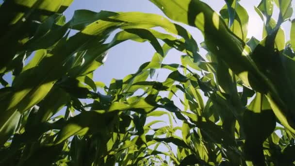 Niskokątne ujęcia i ruch kamery z suwakiem zielonych liści kukurydzy wiejące w bryzę pole kukurydzy z nasłonecznieniem, przemysłowe uprawy paszy dla zwierząt. - Materiał filmowy, wideo