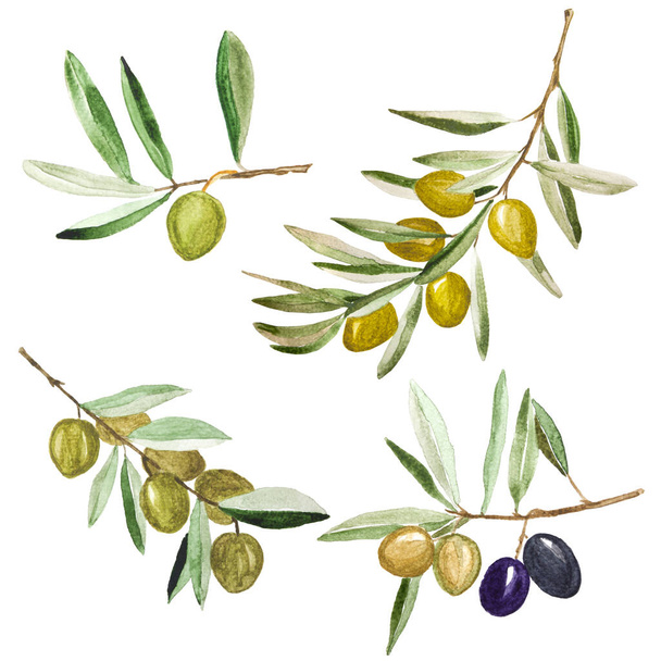 Set di olive verde acquerello sui rami.Dipinti a mano disegno naturale - Foto, immagini