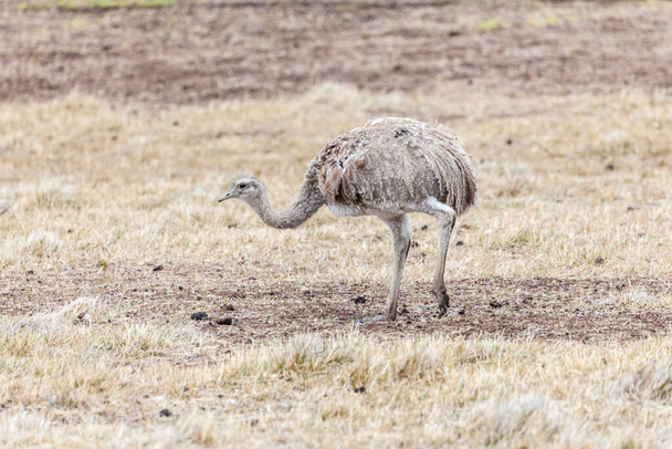 Una vista del hermoso avestruz salvaje en suelo patagónico. - Foto, Imagen