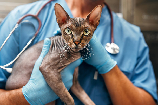 Männlicher Tierarzt mit Stethoskop, das die Sphynx-Katze in einer modernen Tierklinik hält. Impfung und Behandlung von Haustieren. Untersuchung des Tieres im Tierarztzimmer. - Foto, Bild