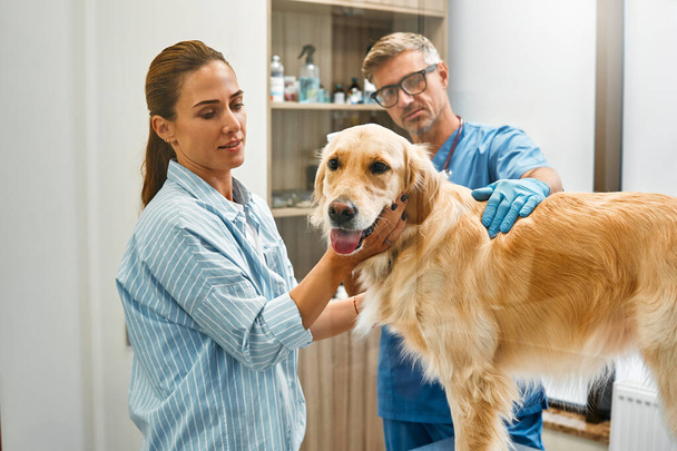 Egy golden retriever kutya gazdája elhozta a háziállatát az állatorvoshoz kivizsgálásra. Férfi állatorvos vizsgáló kutya a modern állatorvosi klinikán. - Fotó, kép