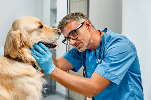 Weterynarz badający zęby psa golden retrievera w biurze w nowoczesnej klinice weterynaryjnej. Traktowanie zwierząt domowych. - Zdjęcie, obraz