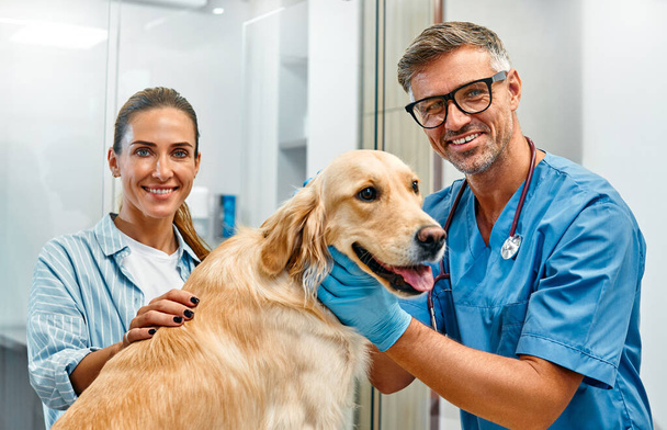 El dueño de un perro golden retriever llevó a su mascota al veterinario para un chequeo. Veterinario masculino perro examinador en clínica veterinaria moderna. - Foto, Imagen