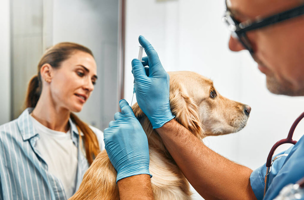 Szczepienie weterynaryjne przy wstrzyknięciu zwierzęciu golden retriever w biurze nowoczesnej kliniki weterynaryjnej. Właściciel przyprowadził psa na szczepienie i rutynowe badania kontrolne.. - Zdjęcie, obraz