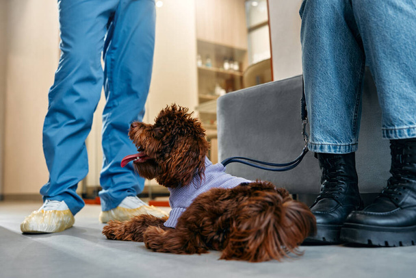 Ruskea villakoira makaa eläinklinikan aulassa. Nainen toi koiran eläinlääkärille rutiinitarkastusta ja rokotusta varten.. - Valokuva, kuva