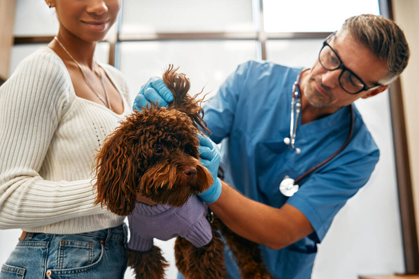 Un veterinario examina las orejas de un caniche en la oficina de una clínica veterinaria moderna. La mujer trajo a su perro para un chequeo de rutina y la vacunación. - Foto, imagen