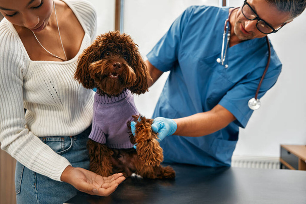 Ein Tierarzt untersucht eine Pudelpfote im Büro einer modernen Tierklinik. Die Frau brachte ihren Hund zur Routineuntersuchung und Impfung mit. - Foto, Bild