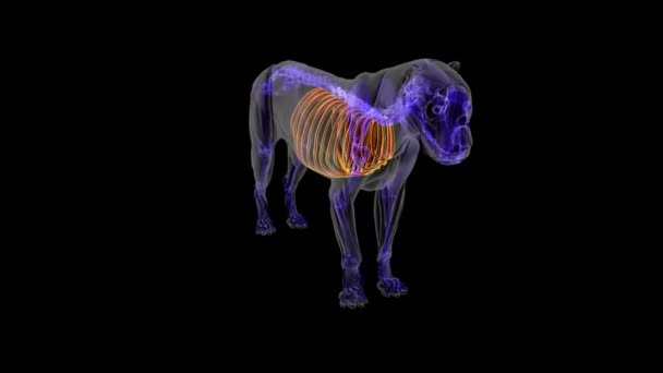 Anatomia dello scheletro della gabbia toracica del leone per concetto medico Illustrazione 3D - Filmati, video