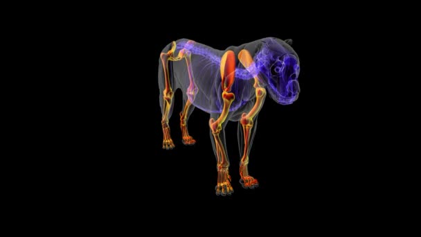Anatomia dello scheletro degli arti del leone per concetto medico Illustrazione 3D - Filmati, video