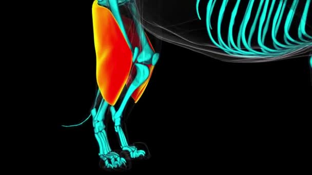 Biceps Феноріс м'язи левів анатомія для медичної концепції 3D анімація - Кадри, відео
