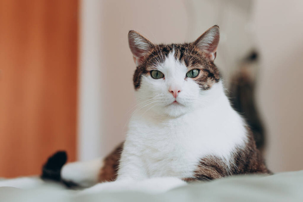 Bianco con gatto grigio si trova a letto a casa, concetto di comfort della casa, indoor. Spazio libero. Adotta il concetto di animali domestici - Foto, immagini