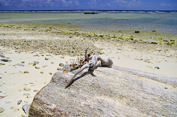 Taş sahilde deniz kabukları. Maldivler - Fotoğraf, Görsel