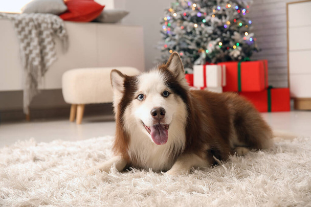 クリスマスイブで自宅でかわいいハスキー犬 - 写真・画像