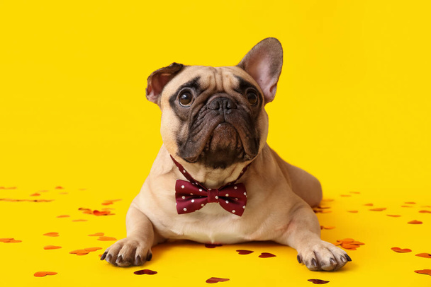 Söpö ranskalainen bulldoggi keltaisella pohjalla. Ystävänpäivä juhla - Valokuva, kuva