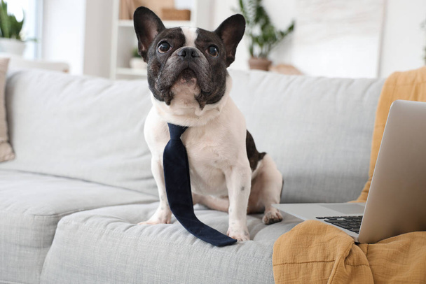 Aranyos francia Bulldog nyakkendő és laptop otthon - Fotó, kép
