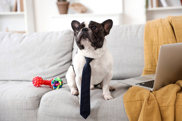 Leuke Franse Bulldog met stropdas en laptop thuis - Foto, afbeelding