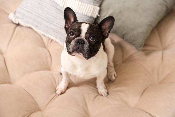 Söpö ranskalainen bulldog lemmikkieläinten sängyssä kotona - Valokuva, kuva
